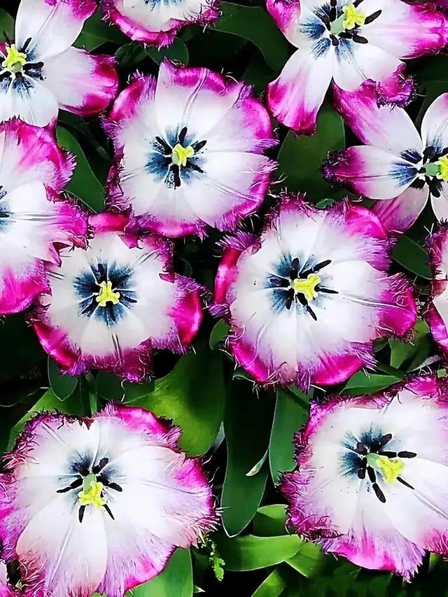 繁花似锦下一句是什么，一路繁花似锦下一句是什么（美醉你的心田）