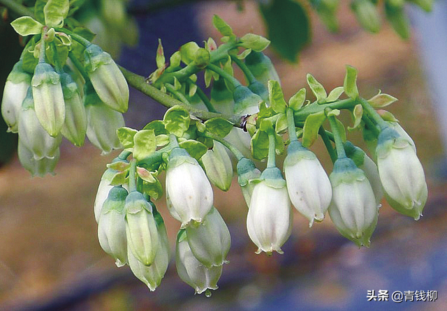 蓝莓哪个品种最甜，蓝莓品种有哪些（三个兔眼蓝莓品种南京地区引种表现及配套栽培技术）
