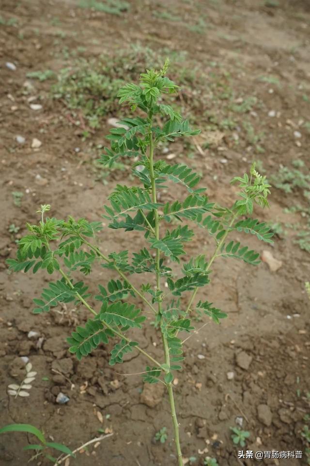 曼陀罗花的图片，曼陀罗花是什么（301味中药材的原植物彩色图谱）