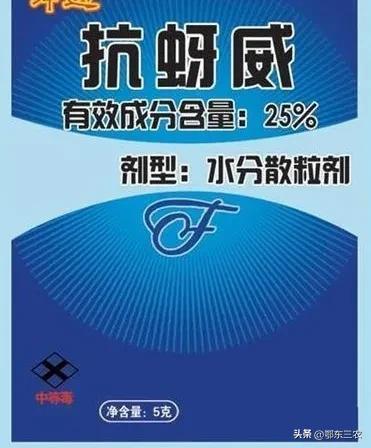 蚜虫的图片是什么样子的，蚜虫是什么样的图片大全（蚜虫是一种抗性强的害虫）