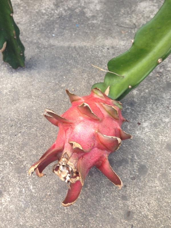 竹芋，竹芋的养殖方法和注意事项（南方烂大街的花）