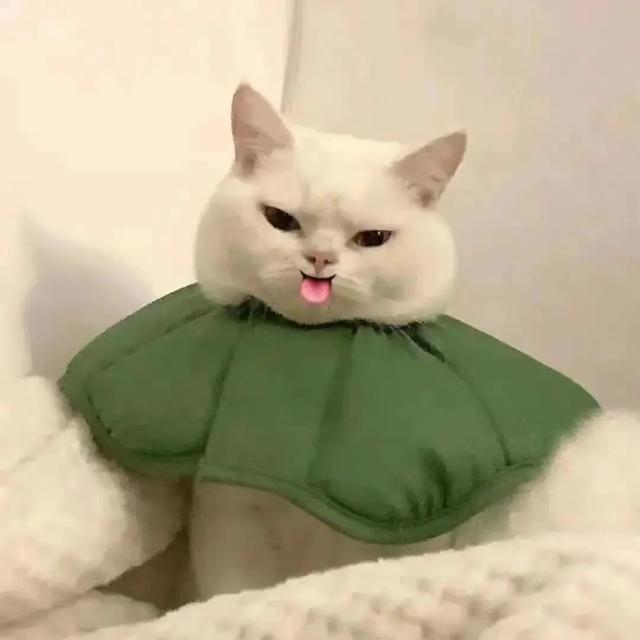 情侣图片一对两张，情侣图片一对两张一套（情侣头像一对两张，超可爱）