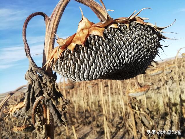 10种代表春天的动物，春天的动物有哪些（塞北动植物们话辛丑牛年时节）