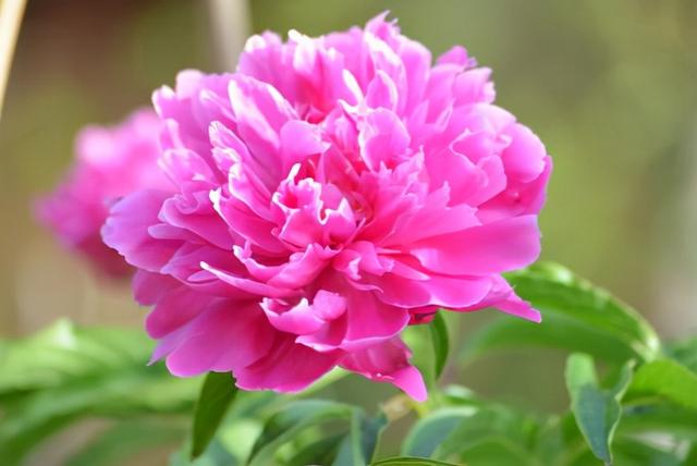 花，花好月圆人长久（72种鲜花欣赏图片）