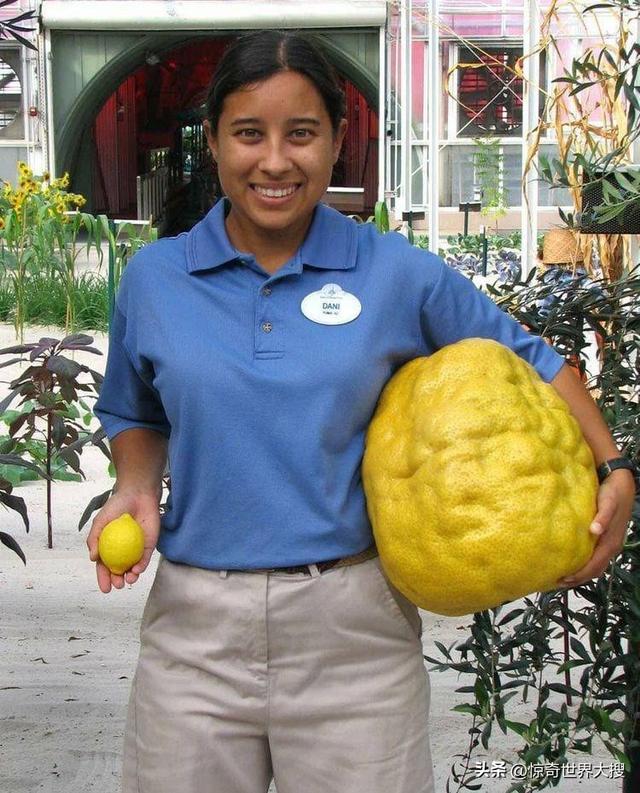 世界上最大的熊，世界上最大的熊是什么熊（25个比你想象中要大的巨物）