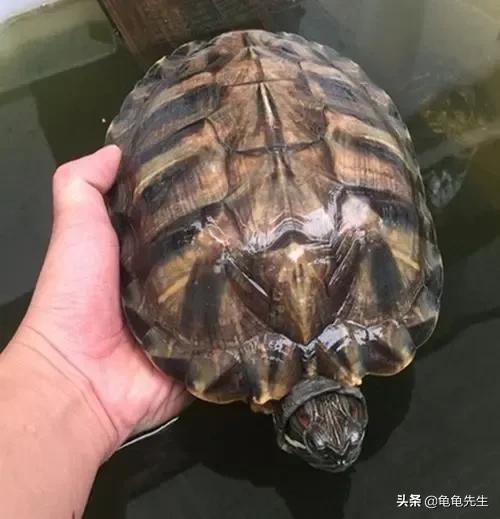 巴西幼龜怎麼養,幼體巴西龜怎麼養(巴西龜飼養和注意方法)