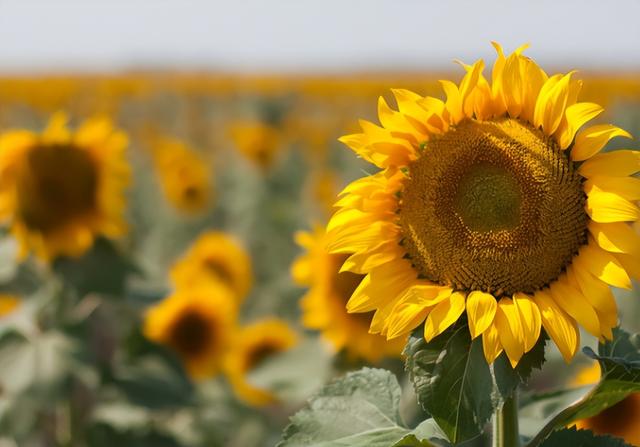 向日葵什么时候开花，向日葵在夏天什么时候开花（向日葵要想快速开花）
