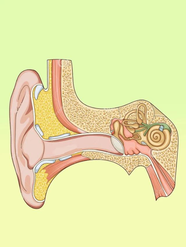 耳郭和耳廓的区别，生活小百科（认知教育人体系列——耳朵）