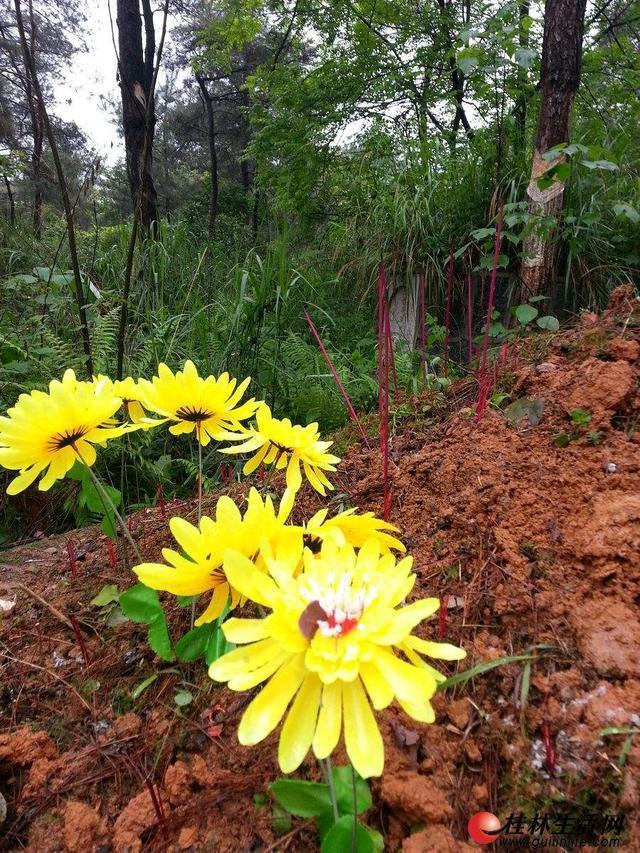 看到白蛇代表什么预兆，路边看见白蛇是什么兆头（俗语：“坟有三象）