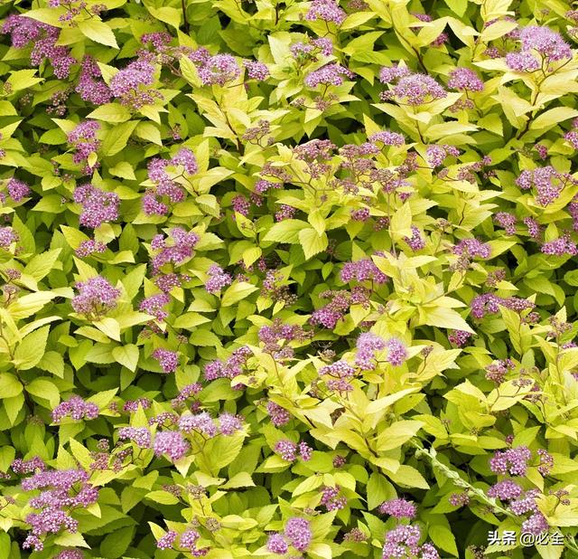 常用园林树种有哪些，园林花卉有哪些树种（这10种庭院树种观赏效果不错）