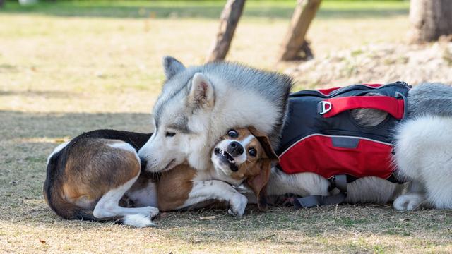 哈士奇犬个性特征，若“哈士奇”有这些特征