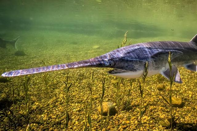 鱼类的吻是什么(白鲟的唯一的近亲竟然是远在大洋彼岸的美国匙吻鲟)