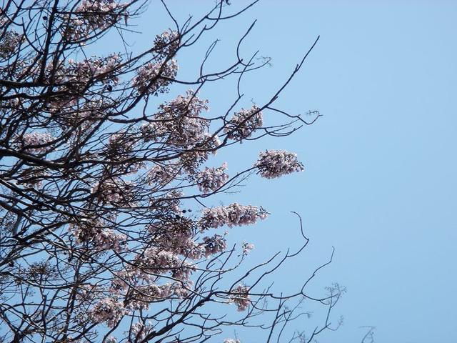 赞美春天的句子，写春天的优美句子（院子里的一棵梧桐树下）