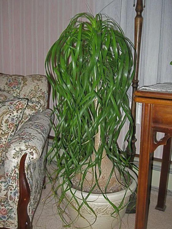 叶子天生低垂的酒瓶兰,耐旱耐阴的观叶植物,新手必备植物