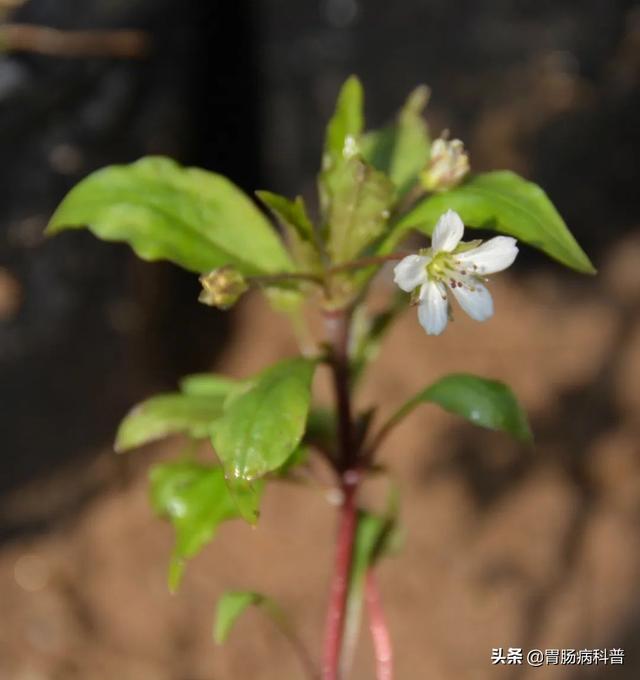 曼陀罗花的图片，曼陀罗花是什么（301味中药材的原植物彩色图谱）