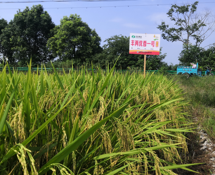 香优一号水稻图片