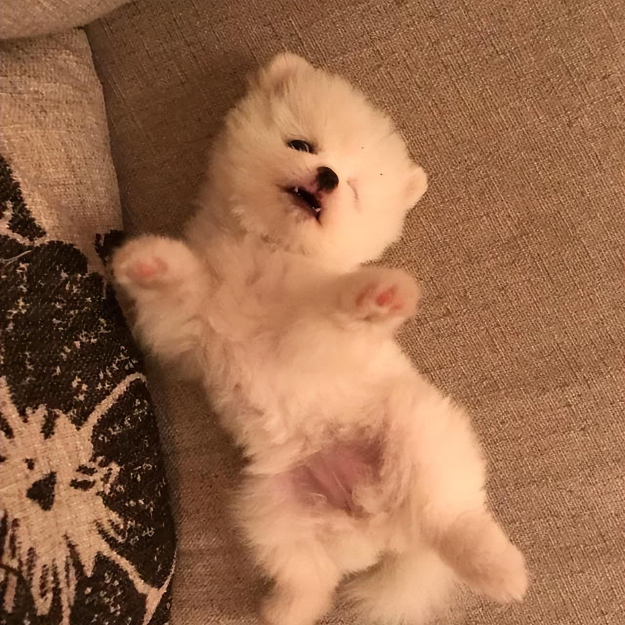 含义:求饶,撒娇狗狗在地上打滚,露出肚子,大多数是为了取悦主人,它们