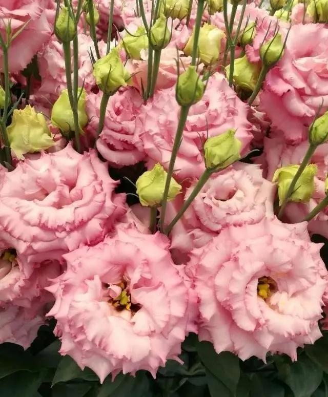 看望病人买什么鲜花，适合送病人的鲜花有哪几种（哪些花代表健康、平安、幸福）