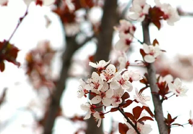 樱花寓意和象征意义，樱花寓意和象征意义是什么（樱花代表什么意思）