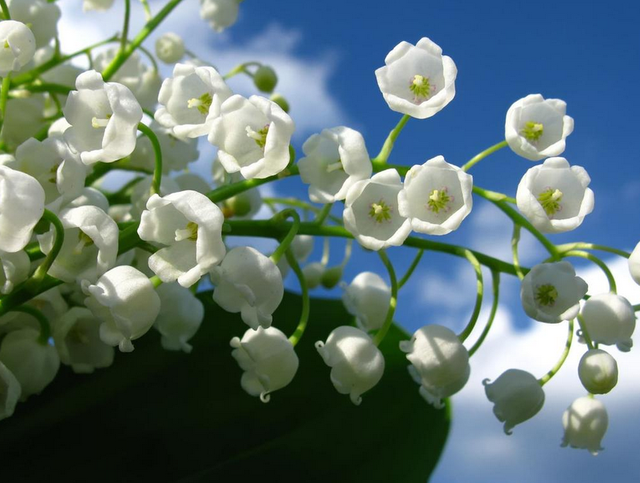 铃兰花的花语，满天星的花语（铃兰花：经历苦难）