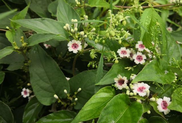 广东人最恶心的十个菜，广东人最讨厌吃的十大名菜有哪些（广东最有“争议”的8道菜）