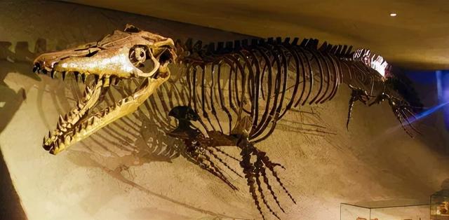 沧龙化石标本:不完整骨骼恐龙化石档案:沧龙的化石相关资料与沧龙 体