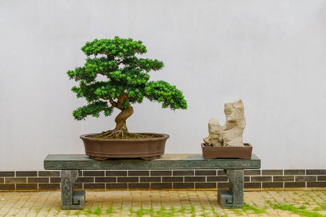 家里养黄杨会带来什么情况，大叶黄杨适合栽家里吗（4种“富贵花”越养越值钱）