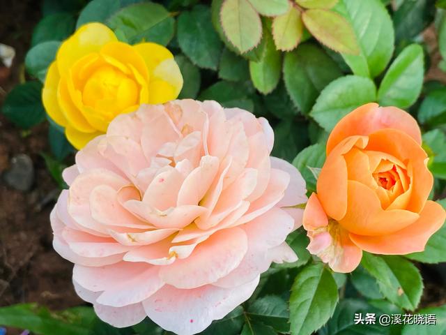 须惠姬月季花语图片