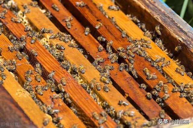 我的世界蜂巢怎么采集，怎么正确采集蜂巢（蜜蜂真是背着“背篓”采集花粉的）
