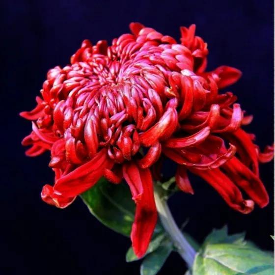 鲜花的花语和花的数目的寓意，鲜花数量的寓意（100种迷人的“数字花”）