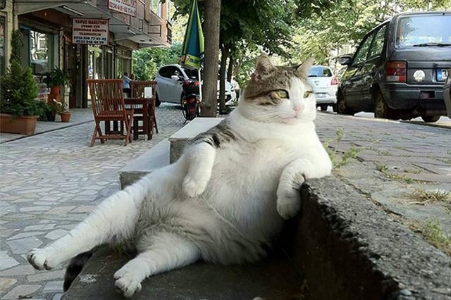 小猫咪 可爱图，小猫图片大全可爱图片大全图片（21张“搞笑”的猫咪图片）