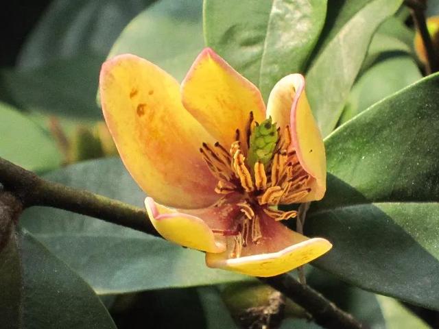 含笑花什么时候开花，分享图片——深山里（含笑花何时开花）