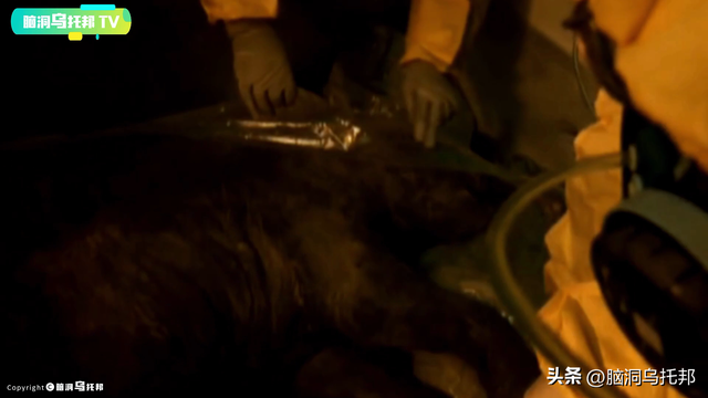 诺亚方舟的故事，诺亚方舟的故事介绍（被CIA隐藏50年禁书）