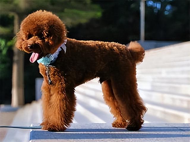 標準貴賓犬是小型犬還是中型犬,標準貴賓犬是小型犬還是中型犬呢(貴賓