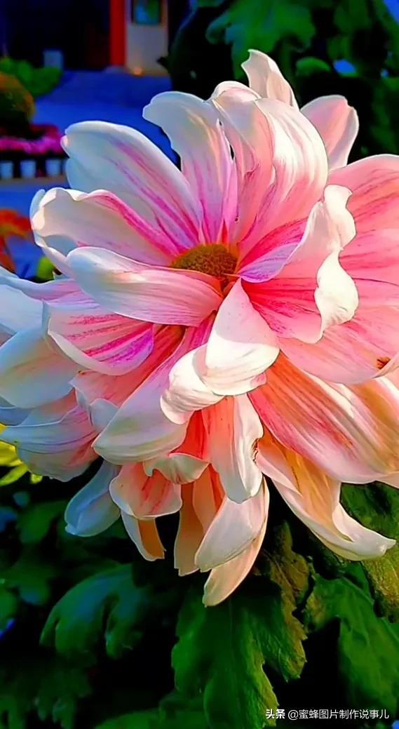 莺歌燕舞是什么季节，柳绿花红莺歌燕舞是什么季节（百花争艳的季节）