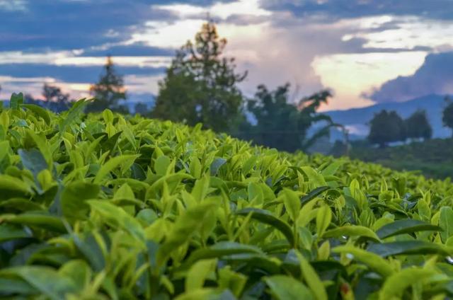 白茶的品牌排行榜，白茶的品牌排行榜有哪些（这21个茶叶品牌荣耀上榜）