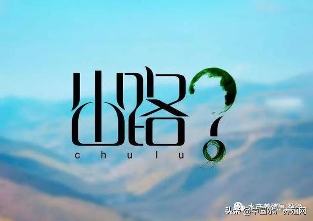 黄辣丁养殖成本与利润，在农村养殖黄腊丁（这个另类养殖模式）