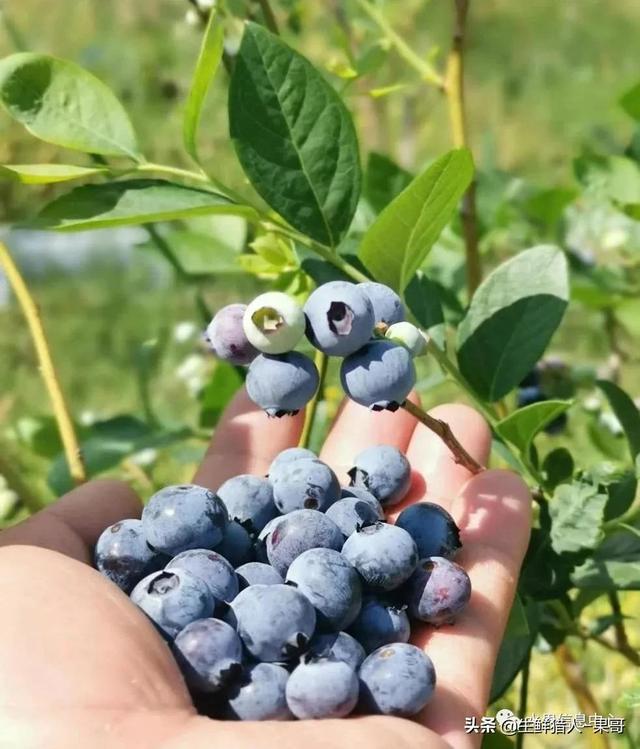 蓝莓产地主要在哪个省，蓝莓产地主要在哪个省最好（中国蓝莓主要产地分布及品种介绍）