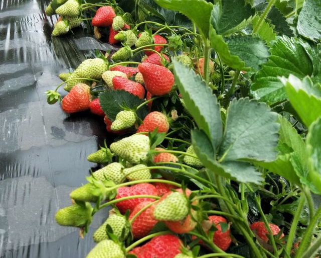 草莓树图片真实，草莓树长什么样子图片（草莓苗一年一换）