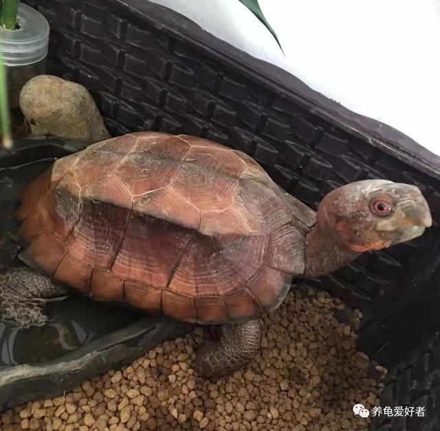 我大中华的几种常见国龟，你都了然于胸了？