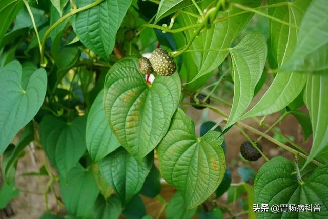 曼陀罗花的图片，曼陀罗花是什么（301味中药材的原植物彩色图谱）