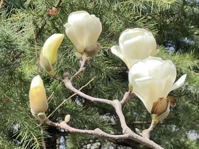 遇见最美的小镇，去针灸小镇赴一场玉兰之约~