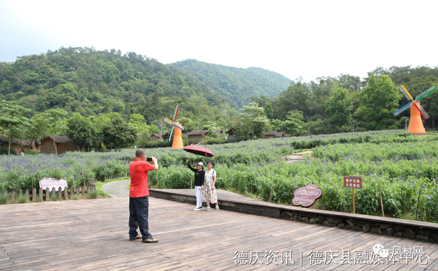 盘龙峡薰衣草花期，观薰衣草花海感受（这里连片薰衣草浪漫绽放）