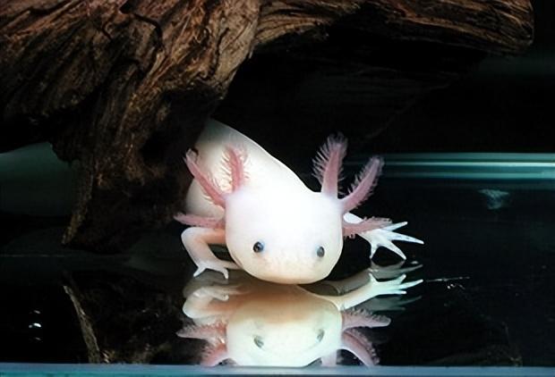 最后来点治愈的蛇海星海尾蛇海星排骨虾多毛纲地毯蠕虫海生蠕虫海底热