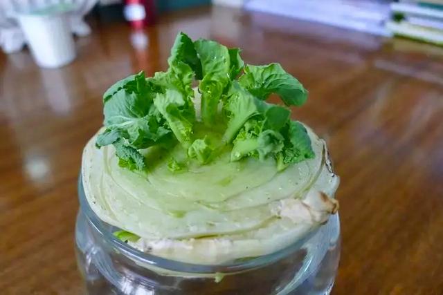 水培蔬菜有哪些，适合水培的蔬菜有哪些啊（轻松长成“小菜园”）