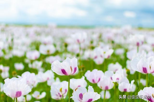 4月1日是什么星座，4月15日是什么星座（4月1日星座日运）