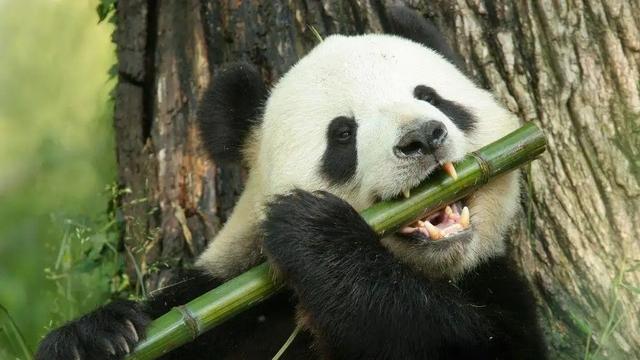 大熊猫资料简介，那它在猛兽中到底是什么段位的