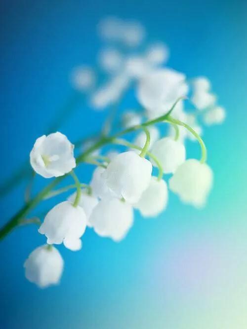 风铃草和铃兰花的区别有哪些，风铃草和风铃花的区别（是一种娇小可爱的观赏花卉）