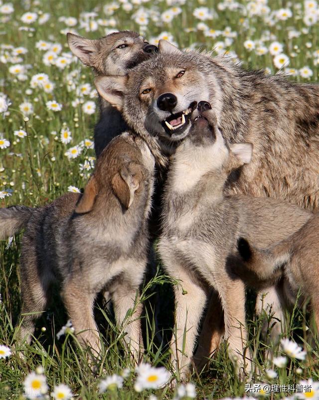 狼是群居动物吗，狼是群居动物吗狮子呢（狼最怕三种东西）