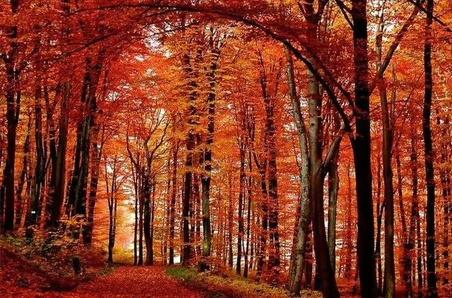 秋天是一个什么样的季节，秋天是一个什么样的季节写一段话（分享绝美秋色：叠翠流金）